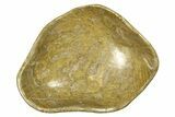 Polished Fossil Coral (Actinocyathus) Dish - Morocco #294070-1